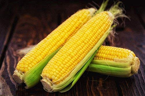 Corn Seeds 30g Peaches Cream Super Queen Sweet-Golden Bantam Improved Survival Garden Vegetable Organic Chinese Fresh Fruit Seeds for Planting Outdoor for Cooking Soup Salad Juice (Sweet Corn Seeds)
