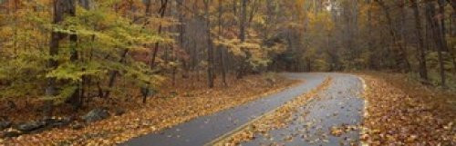 Posterazzi Road passing through autumn forest Smoky Mountains National Park Cherokee North Carolina USA Poster Print, (18 x 6) Posterazzi Road passing through autumn forest Smoky Mountains National Park Cherokee North Carolina USA Poster Print, (18 x 6)