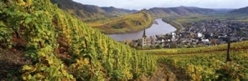 Posterazzi High angle view of vineyards with town along Bremm Mosel River Calmont Rhineland-Palatinate Germany Poster Print, (18 x 6)