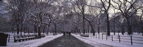 Posterazzi Bare trees Central Park City New York State USA Poster Print, (18 x 6)