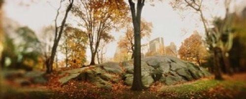 Posterazzi PPI122876S Trees Central Park Manhattan City New York State USA Poster Print, 15 x 6 Posterazzi PPI122876S Trees Central Park Manhattan City New York State USA Poster Print, 15 x 6