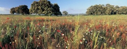Posterazzi Wild flowers in a field Andalucia Spain Poster Print, (15 x 6) Posterazzi Wild flowers in a field Andalucia Spain Poster Print, (15 x 6)