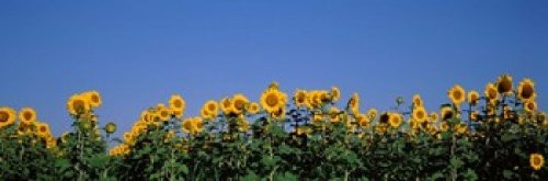 Posterazzi Sunflowers in a field Marion County Illinois USA (Helianthus annuus) Poster Print, (18 x 6) Posterazzi Sunflowers in a field Marion County Illinois USA (Helianthus annuus) Poster Print, (18 x 6)