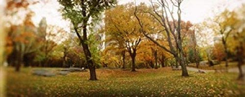Posterazzi PPI122877S Trees Central Park Manhattan City New York State USA Poster Print, 15 x 6 Posterazzi PPI122877S Trees Central Park Manhattan City New York State USA Poster Print, 15 x 6
