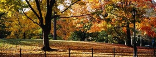 Posterazzi Trees in a forest Central Park Manhattan City New York USA Poster Print, (18 x 7) Posterazzi Trees in a forest Central Park Manhattan City New York USA Poster Print, (18 x 7)