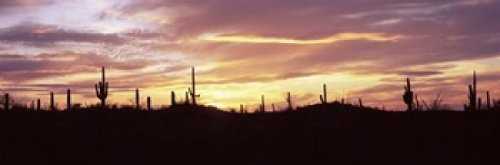 Posterazzi PPI127389S Silhouette Cacti (Carnegiea gigantea) on a Landscape Saguaro National Park Tucson Pima County Arizona USA Poster Print, 18 x 6