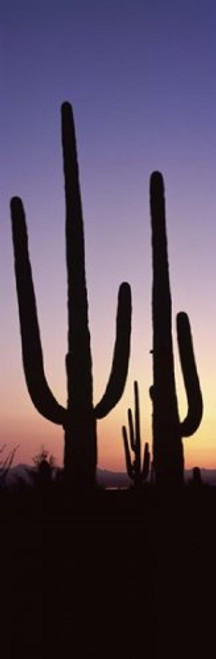 Posterazzi PPI127390S Silhouette Cacti (Carnegiea gigantea) on a Landscape Saguaro National Park Tucson Pima County Arizona USA Poster Print, 18 x 6 Posterazzi PPI127390S Silhouette Cacti (Carnegiea gigantea) on a Landscape Saguaro National Park Tucson Pima County Arizona USA Poster Print, 18 x 6