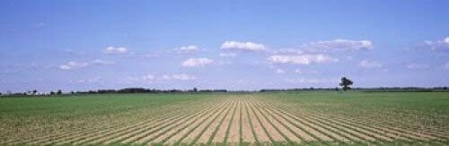 Posterazzi Soybean field in a landscape Marion County Illinois USA Poster Print, (18 x 6) Posterazzi Soybean field in a landscape Marion County Illinois USA Poster Print, (18 x 6)