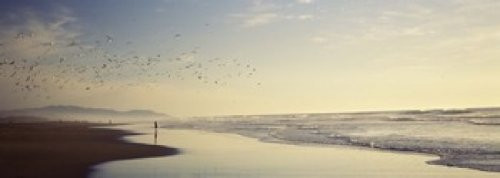 Posterazzi Flock of seagulls flying above a woman on the beach San Francisco California USA Poster Print, (18 x 7)