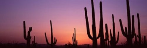 Posterazzi PPI127392S Silhouette Cacti (Carnegiea gigantea) on a Landscape Saguaro National Park Tucson Pima County Arizona USA Poster Print, 18 x 6