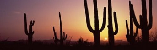 Posterazzi PPI127393S Silhouette Cacti (Carnegiea gigantea) on a Landscape Saguaro National Park Tucson Pima County Arizona USA Poster Print, 18 x 6 Posterazzi PPI127393S Silhouette Cacti (Carnegiea gigantea) on a Landscape Saguaro National Park Tucson Pima County Arizona USA Poster Print, 18 x 6