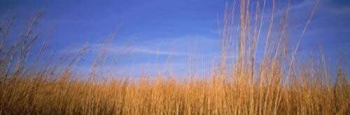 Posterazzi Grass in a field Marion County Illinois USA Poster Print, (18 x 6) Posterazzi Grass in a field Marion County Illinois USA Poster Print, (18 x 6)