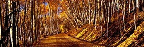 Road passing through a forest Colorado USA Poster Print (18 x 6) Road passing through a forest Colorado USA Poster Print (18 x 6)