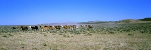 Posterazzi PPI144264S Horses Running in a Field Colorado USA Poster Print, 18 x 6, Varies