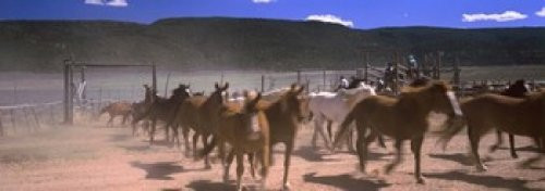 Posterazzi Horses Running in a Field Colorado USA Poster Print, (18 x 7), Varies