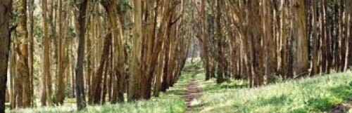 Posterazzi Walkway passing through a forest The Presidio San Francisco California USA Poster Print, (18 x 6) Posterazzi Walkway passing through a forest The Presidio San Francisco California USA Poster Print, (18 x 6)