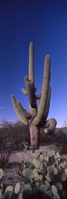 Posterazzi PPI127395S Low Angle View Cactus (Carnegiea gigantea) on a Landscape Saguaro National Park Tucson Arizona USA Poster Print, 18 x 6
