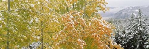 Posterazzi Trees in a forest Grand Teton National Park Wyoming USA Poster Print, (18 x 6)