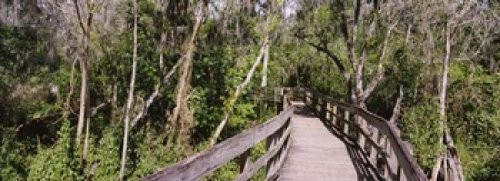 Posterazzi Boardwalk passing through a forest Lettuce Lake Park Tampa Hillsborough County Florida USA Poster Print, (18 x 7)