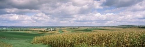 Posterazzi Corn and alfalfa fields Green County Wisconsin USA Poster Print, (18 x 6)