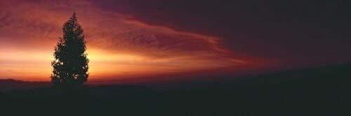 Posterazzi Silhouette of Tree at Sunset Anza Desert State Park Borrego Springs California USA Poster Print, (18 x 6), Varies