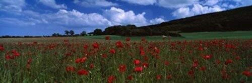 Posterazzi Flowers On A Field Staxton North Yorkshire England United Kingdom Poster Print, (18 x 6)