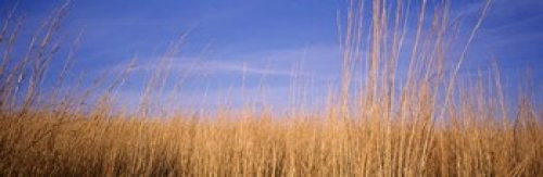 Prairie Grass Blue Sky Marion County Illinois USA Poster Print (18 x 6) Prairie Grass Blue Sky Marion County Illinois USA Poster Print (18 x 6)