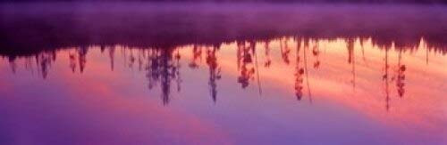 Posterazzi Reflection of plants sunrise Taggart Lake Grand Teton National Park Wyoming USA Poster Print, (18 x 6)