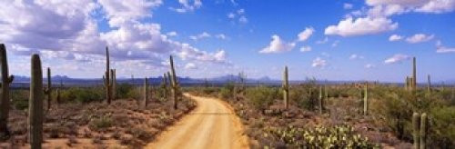 Posterazzi Road Saguaro National Park Arizona USA Poster Print, (18 x 6)