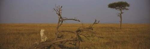 Posterazzi African cheetah (Acinonyx jubatus) sitting on a fallen tree Masai Mara National Reserve Kenya Poster Print, (18 x 6)