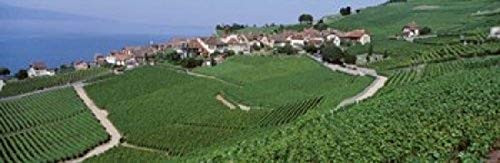 Posterazzi PPI62031S Lake Of Geneva Vineyards Rivaz Switzerland Poster Print, 18 x 6