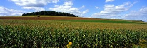 Posterazzi Field Of Corn With Tractor In Distance Carroll County Maryland USA Poster Print, (18 x 6) Posterazzi Field Of Corn With Tractor In Distance Carroll County Maryland USA Poster Print, (18 x 6)