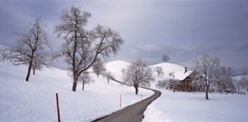 Switzerland Canton of Zug Linden trees on a snow covered landscape Poster Print (12 x 6)