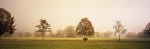 Posterazzi PPI107968S Fog covered trees in a field Baden-Wurttemberg Germany Poster Print, 18 x 6