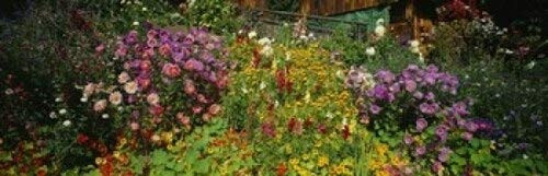 Posterazzi Close-up of flowers Muren Switzerland Poster Print, (18 x 6)