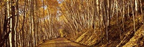 Posterazzi PPI118780S Road Passing Through a Forest Colorado USA Poster Print, 18 x 6, Varies Posterazzi PPI118780S Road Passing Through a Forest Colorado USA Poster Print, 18 x 6, Varies
