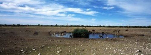 Posterazzi Wild animals at a waterhole Etosha National Park Kunene Region Namibia Poster Print, (18 x 7)