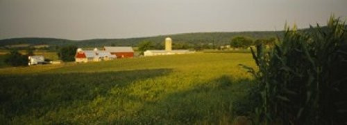 Posterazzi Crop in a field Frederick County Virginia USA Poster Print, (18 x 7) Posterazzi Crop in a field Frederick County Virginia USA Poster Print, (18 x 7)