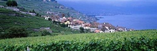 Posterazzi PPI62036S Lake Of Geneva Vineyards Rivaz Switzerland Poster Print, 18 x 6