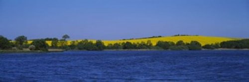 Lake in front of a rape field Holstein Schleswig-Holstein Germany Poster Print (18 x 6)