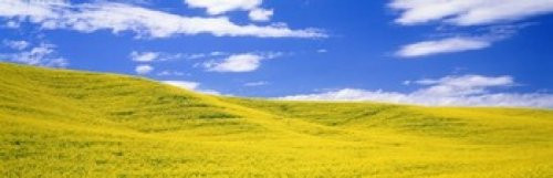 Canola Fields Washington State USA Poster Print (18 x 6)