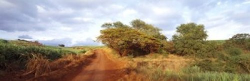 Dirt road passing through a agricultural field Kauai Hawaii USA Poster Print (18 x 6) Dirt road passing through a agricultural field Kauai Hawaii USA Poster Print (18 x 6)