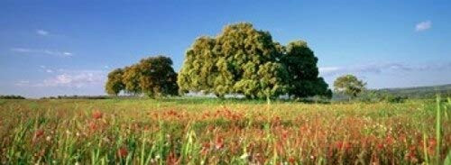 Posterazzi Flowers in a field Andalusia Spain Poster Print, (18 x 7) Posterazzi Flowers in a field Andalusia Spain Poster Print, (18 x 7)