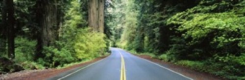 Posterazzi Road passing through a forest Prairie Creek Redwoods State Park California USA Poster Print, (18 x 6) Posterazzi Road passing through a forest Prairie Creek Redwoods State Park California USA Poster Print, (18 x 6)