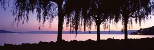 Posterazzi Weeping Willows Lake Geneva St Saphorin Switzerland Poster Print, (18 x 6)