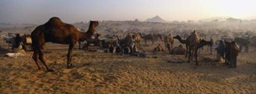 Posterazzi Camel Fair Pushkar Rajasthan India Poster Print, (18 x 7)