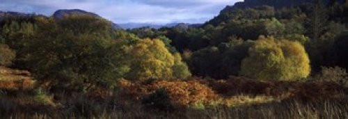 Posterazzi Trees on a mountain Glen Carron Highlands Region Inverness-Shire Scotland Poster Print, (18 x 7)