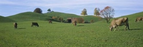 Posterazzi Cows grazing on a field Canton Of Zug Switzerland Poster Print, (18 x 6)