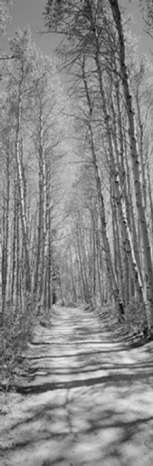 Posterazzi PPI99161S Trees Along a Road Log Cabin Gold Mine Eastern Californian Sierra Nevada California USA Poster Print, 18 x 6