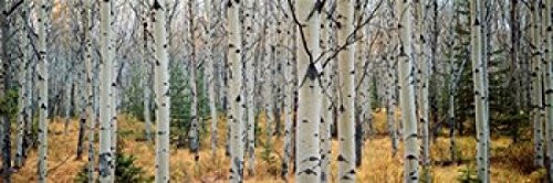 Posterazzi Aspen trees in a forest Alberta Canada Poster Print, (18 x 6)
